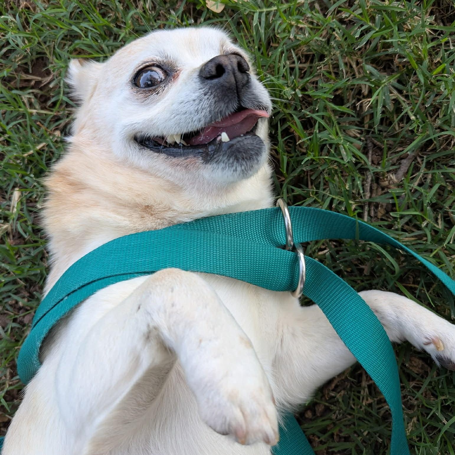 Tanner, an adopted mixed breed in Pelham, NH image 3/6