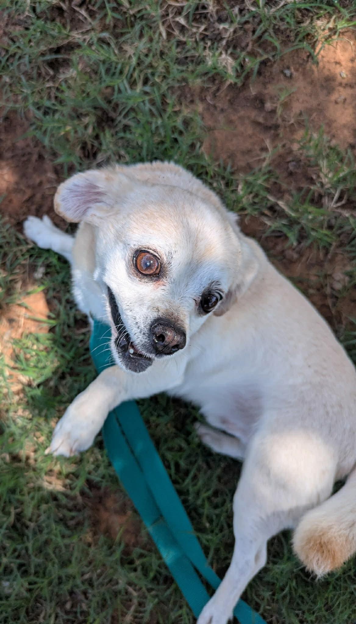 Tanner, an adopted mixed breed in Pelham, NH image 5/6