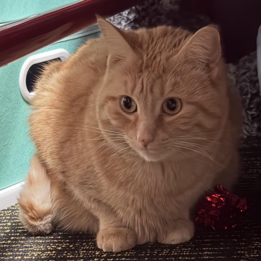 Cheese, Adoptable, Adult Female Domestic Short Hair.