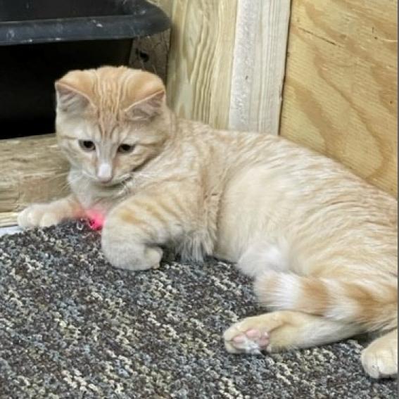 Enlarge Cheese, a Adoptable Domestic Short Hair in Bismarck, ND image 2/3