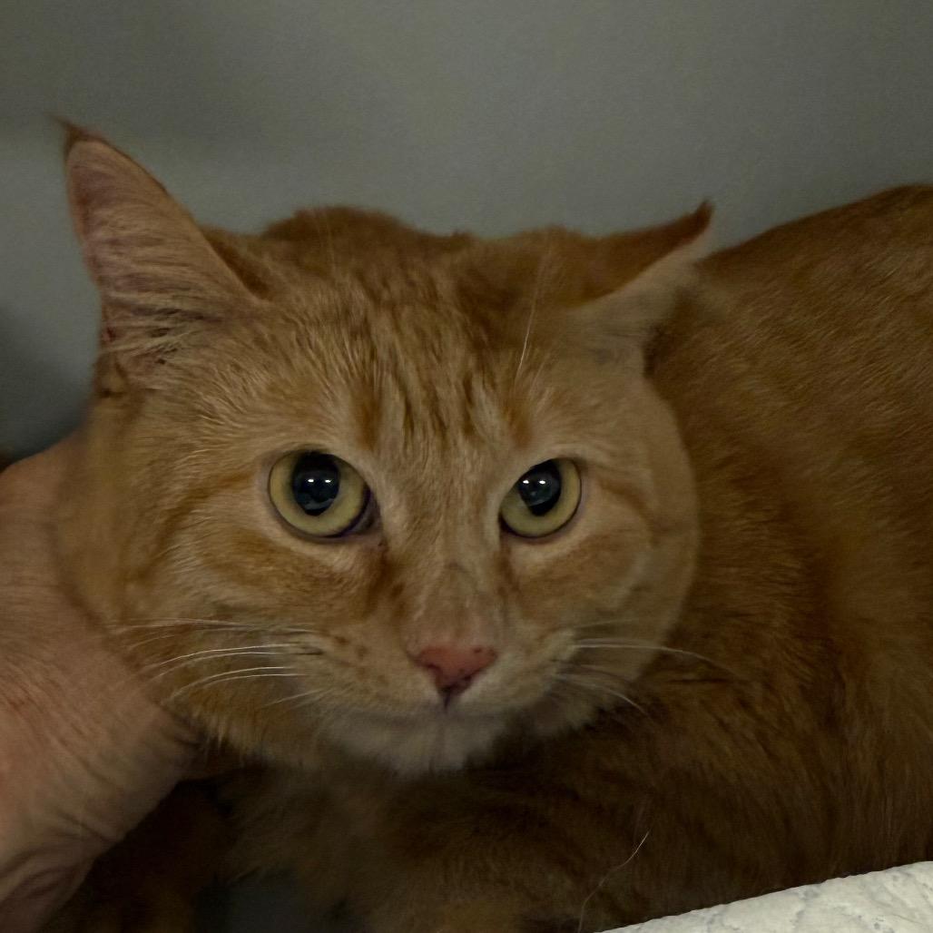 Enlarge Cheese, a Adoptable Domestic Short Hair in Bismarck, ND image 3/3