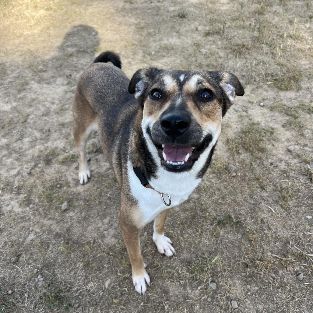 Enlarge Rosie, a Adoptable mixed breed in Ojai, CA image 1/2