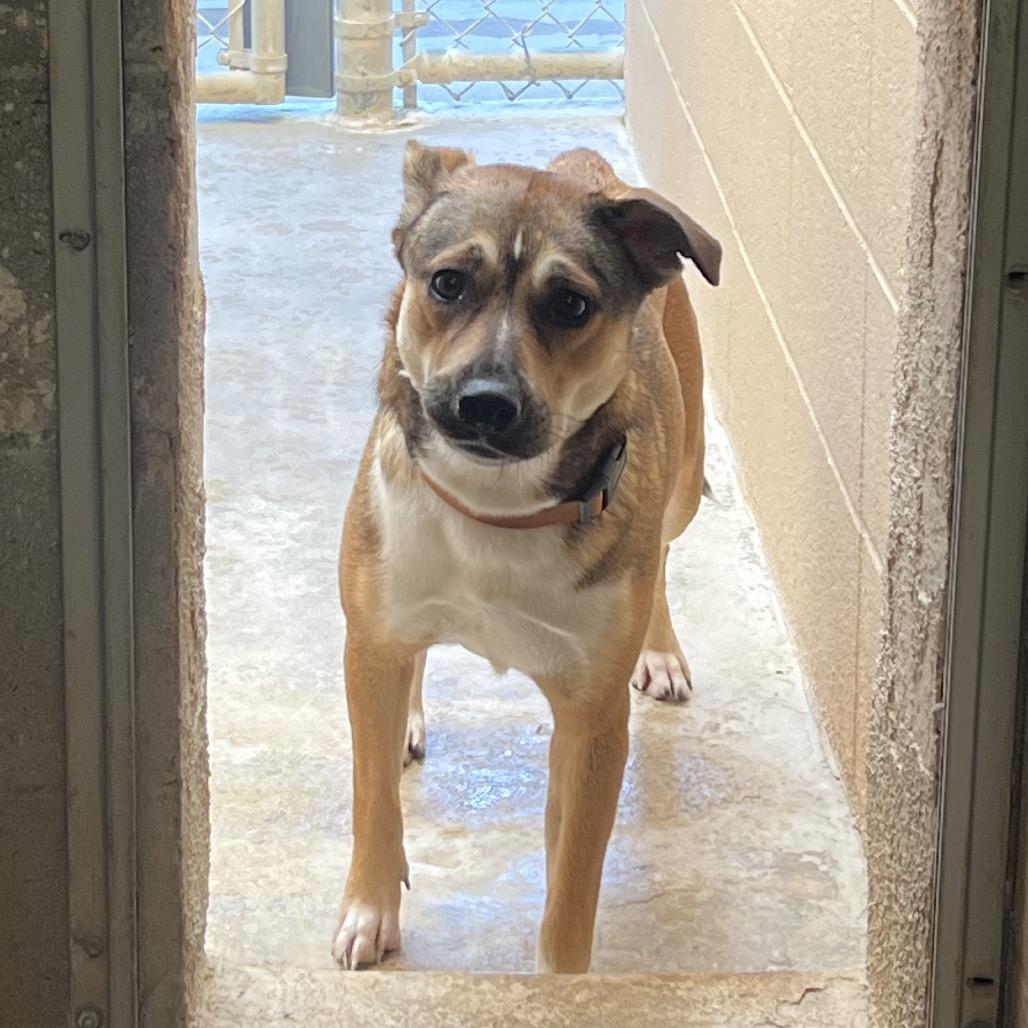 Enlarge Rosie, a Adoptable mixed breed in Ojai, CA image 2/2