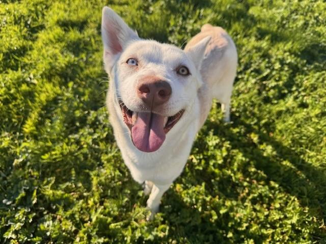 Enlarge ZYA, a Adoptable mixed breed in Fairfield, CA image 1/1