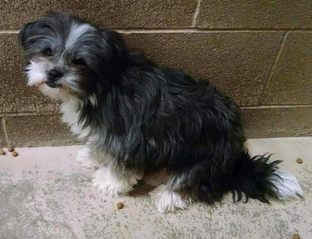 Enlarge Sugar Cookie, a Adopted mixed breed in Windsor, CA image 3/6