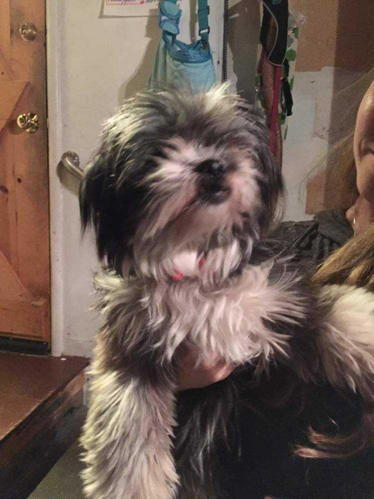 Enlarge Sugar Cookie, a Adopted mixed breed in Windsor, CA image 4/6