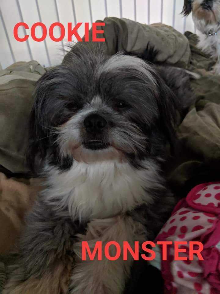 Enlarge Sugar Cookie, a Adopted mixed breed in Windsor, CA image 5/6