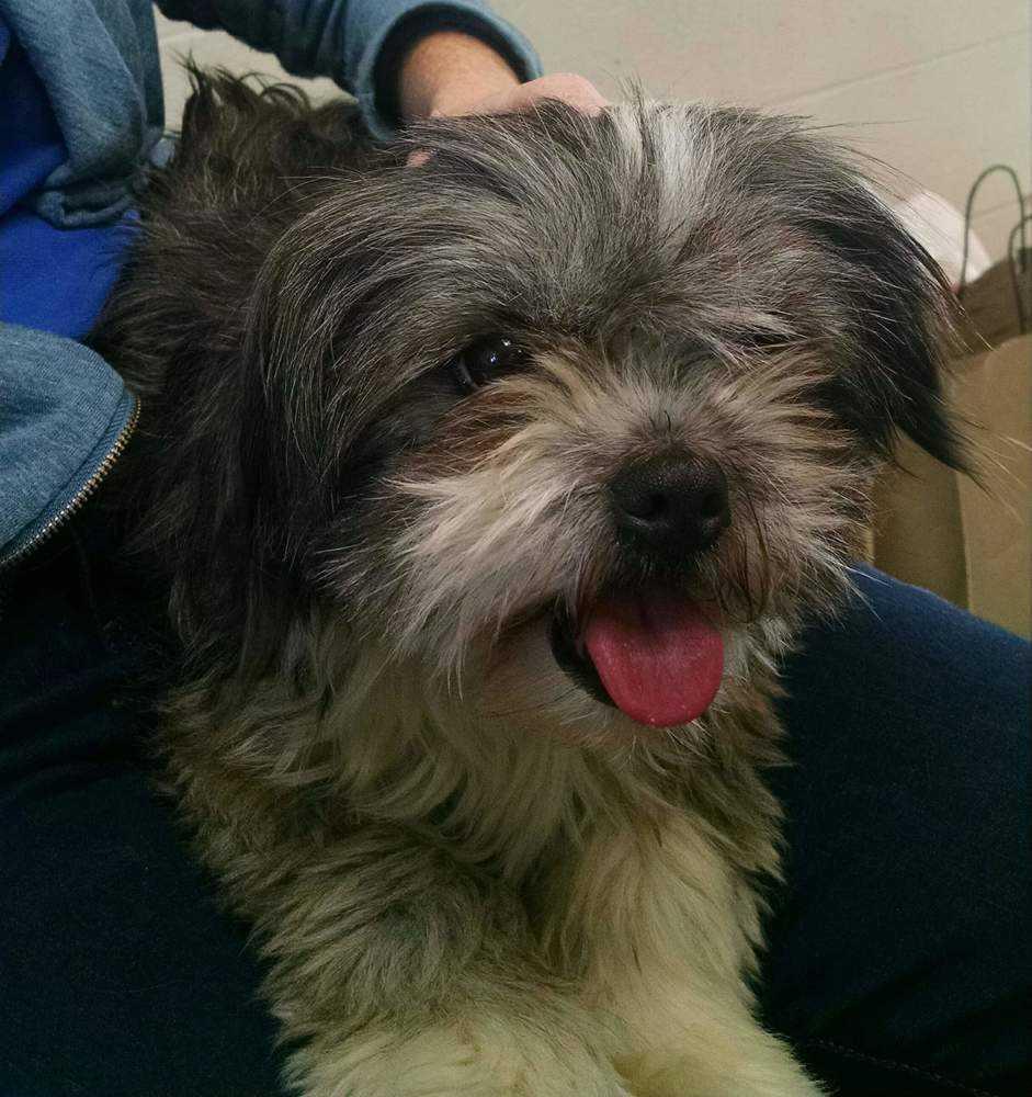 Enlarge Sugar Cookie, a Adopted mixed breed in Windsor, CA image 6/6