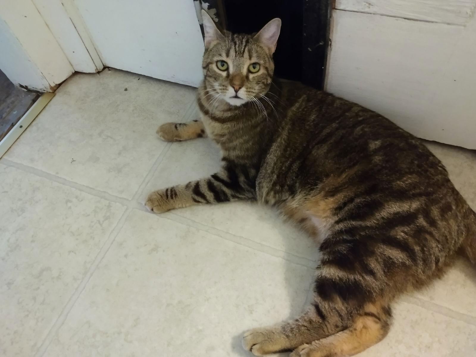 Enlarge Shay - Fun loving adult, a Adoptable Domestic Short Hair in Harrisburg, PA image 1/3