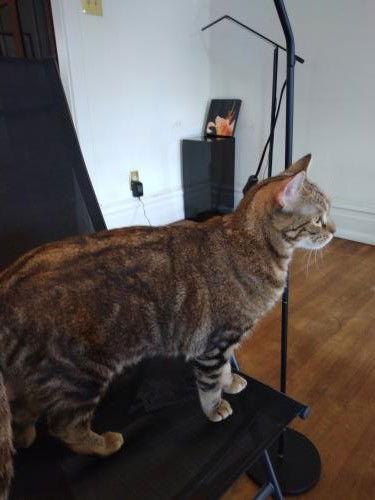 Enlarge Shay - Fun loving adult, a Adoptable Domestic Short Hair in Harrisburg, PA image 2/3