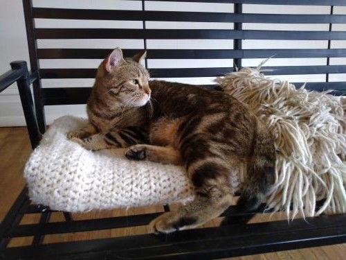 Enlarge Shay - Fun loving adult, a Adoptable Domestic Short Hair in Harrisburg, PA image 3/3