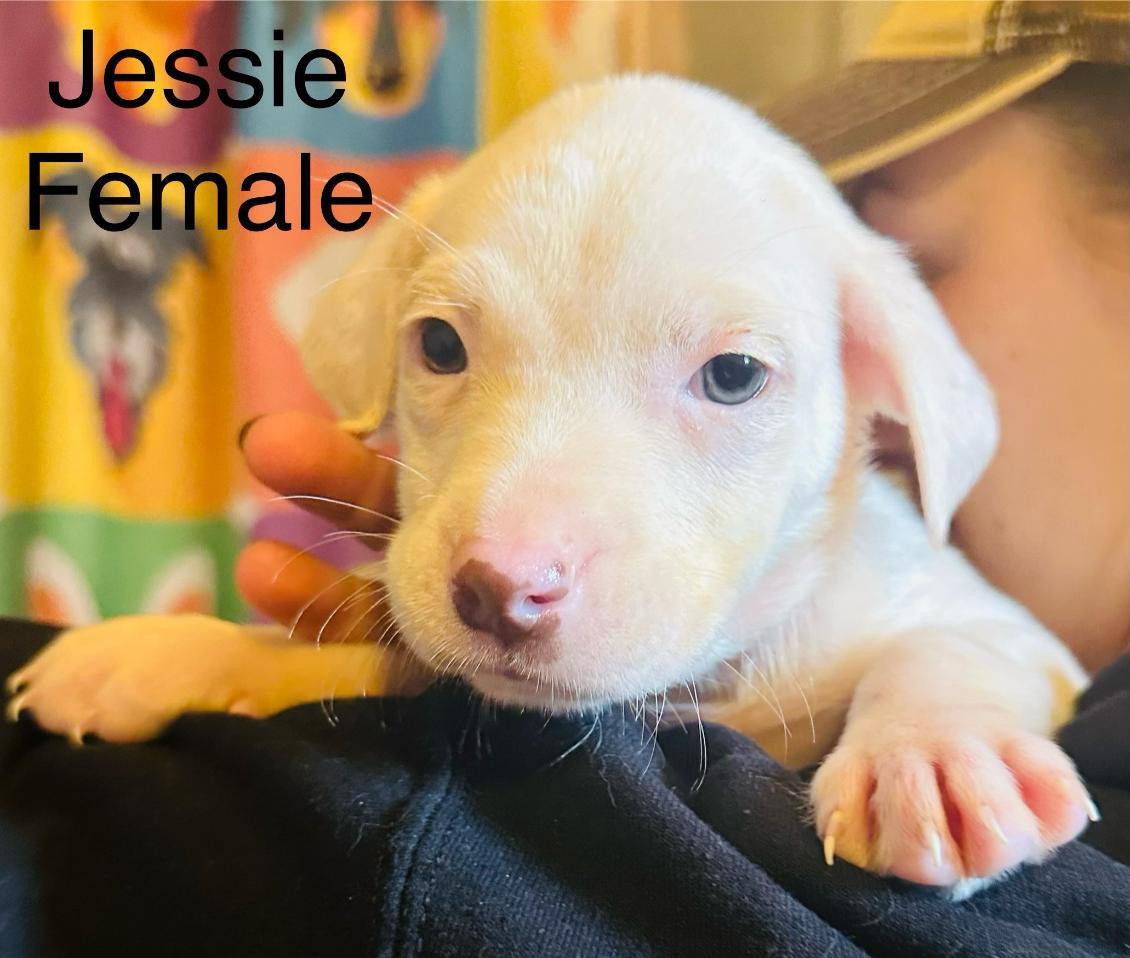 Jessie photo 2