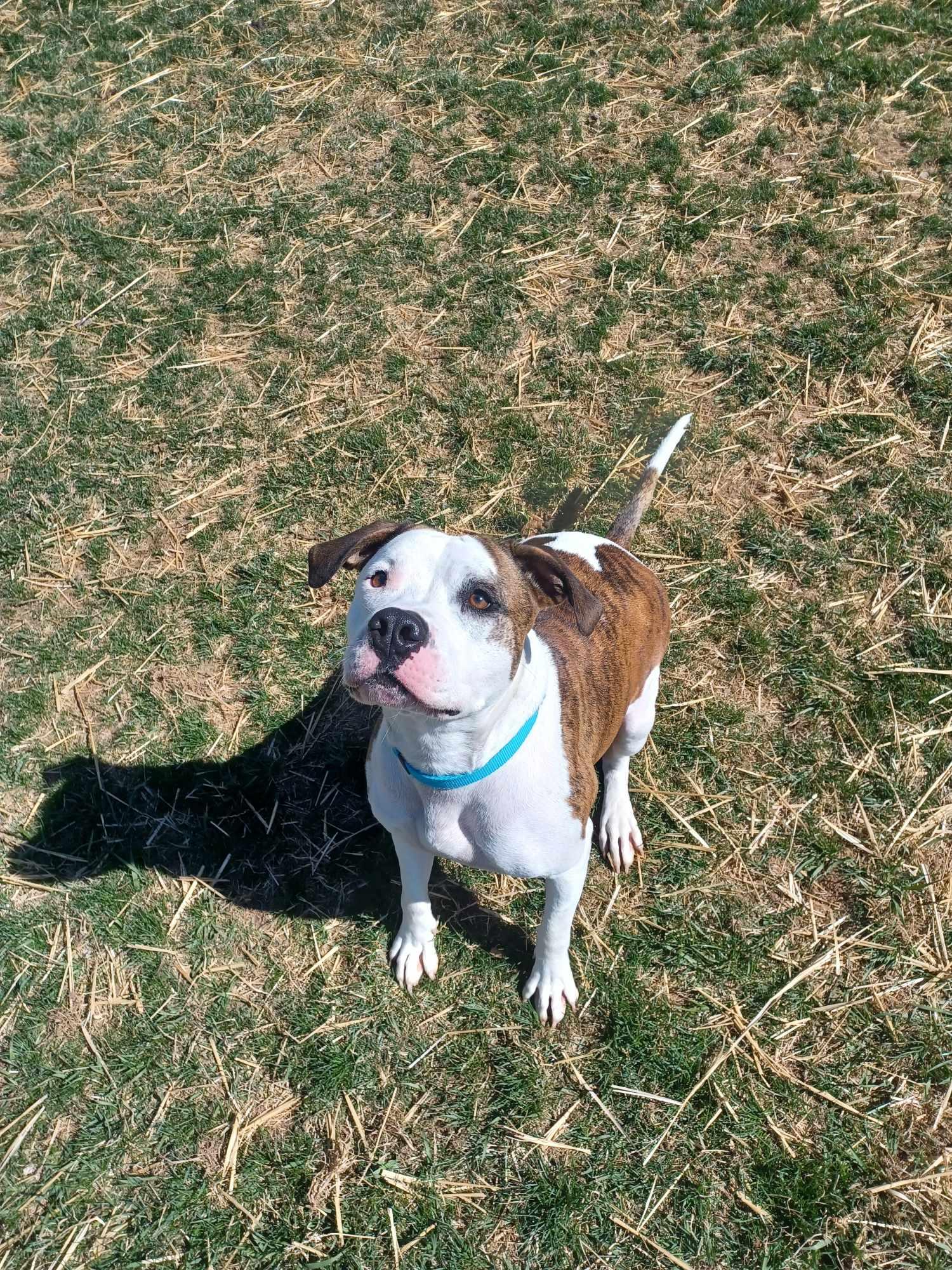 Enlarge Kylo, a Adoptable mixed breed in Berryville, VA image 1/5