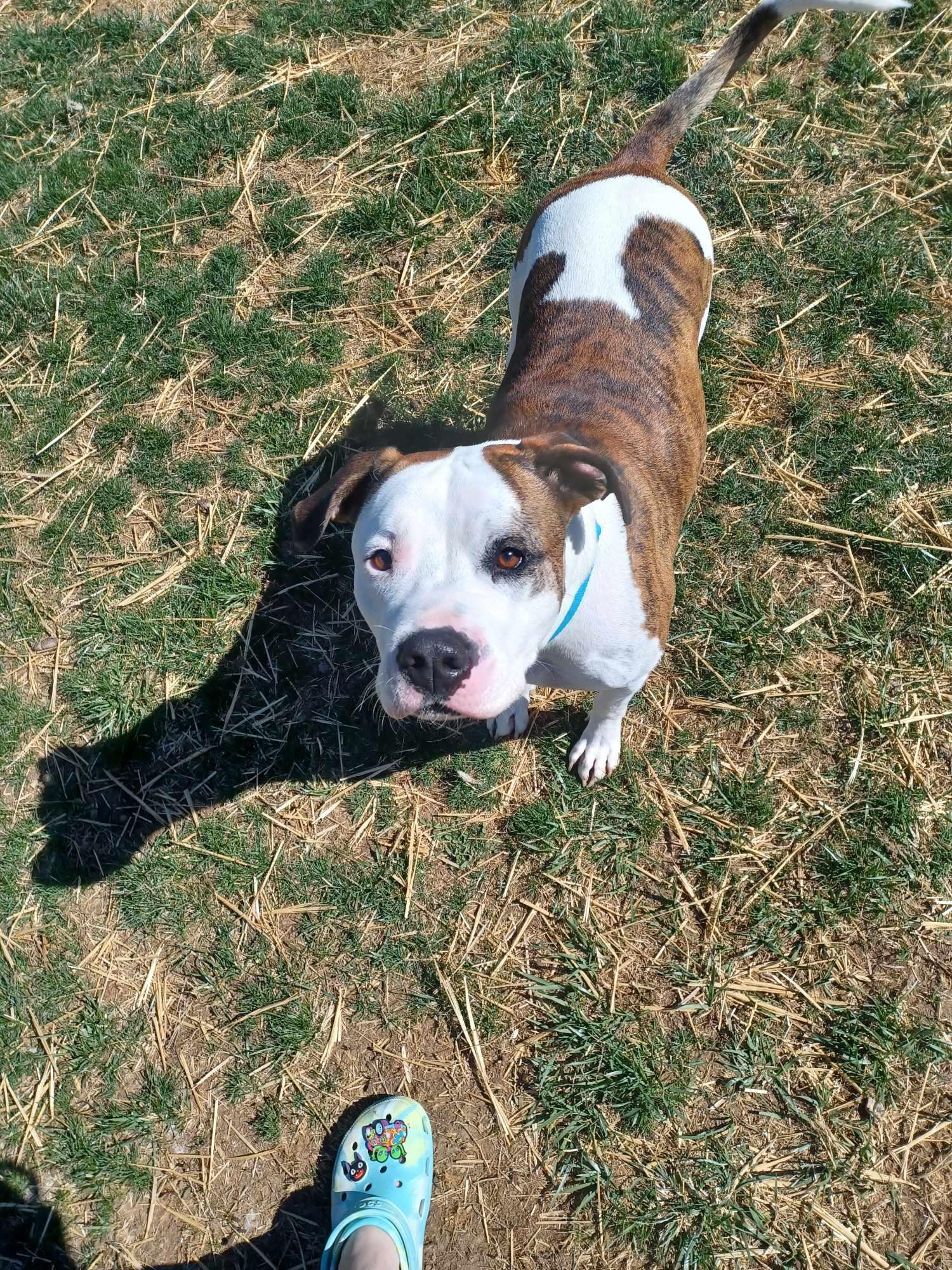 Enlarge Kylo, a Adoptable mixed breed in Berryville, VA image 2/5