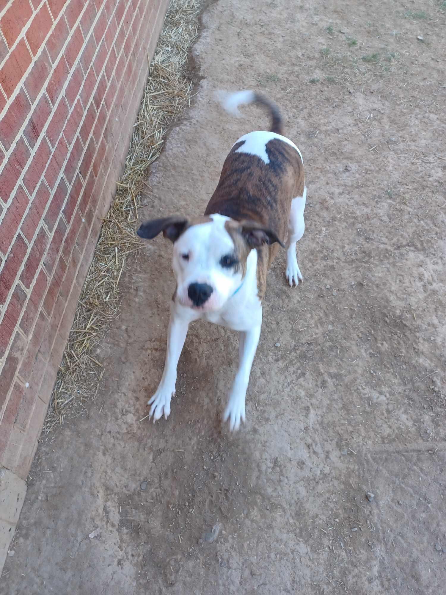 Enlarge Kylo, a Adoptable mixed breed in Berryville, VA image 3/5