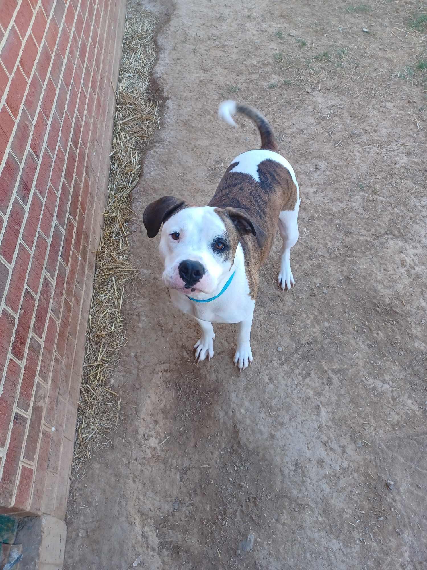 Enlarge Kylo, a Adoptable mixed breed in Berryville, VA image 4/5