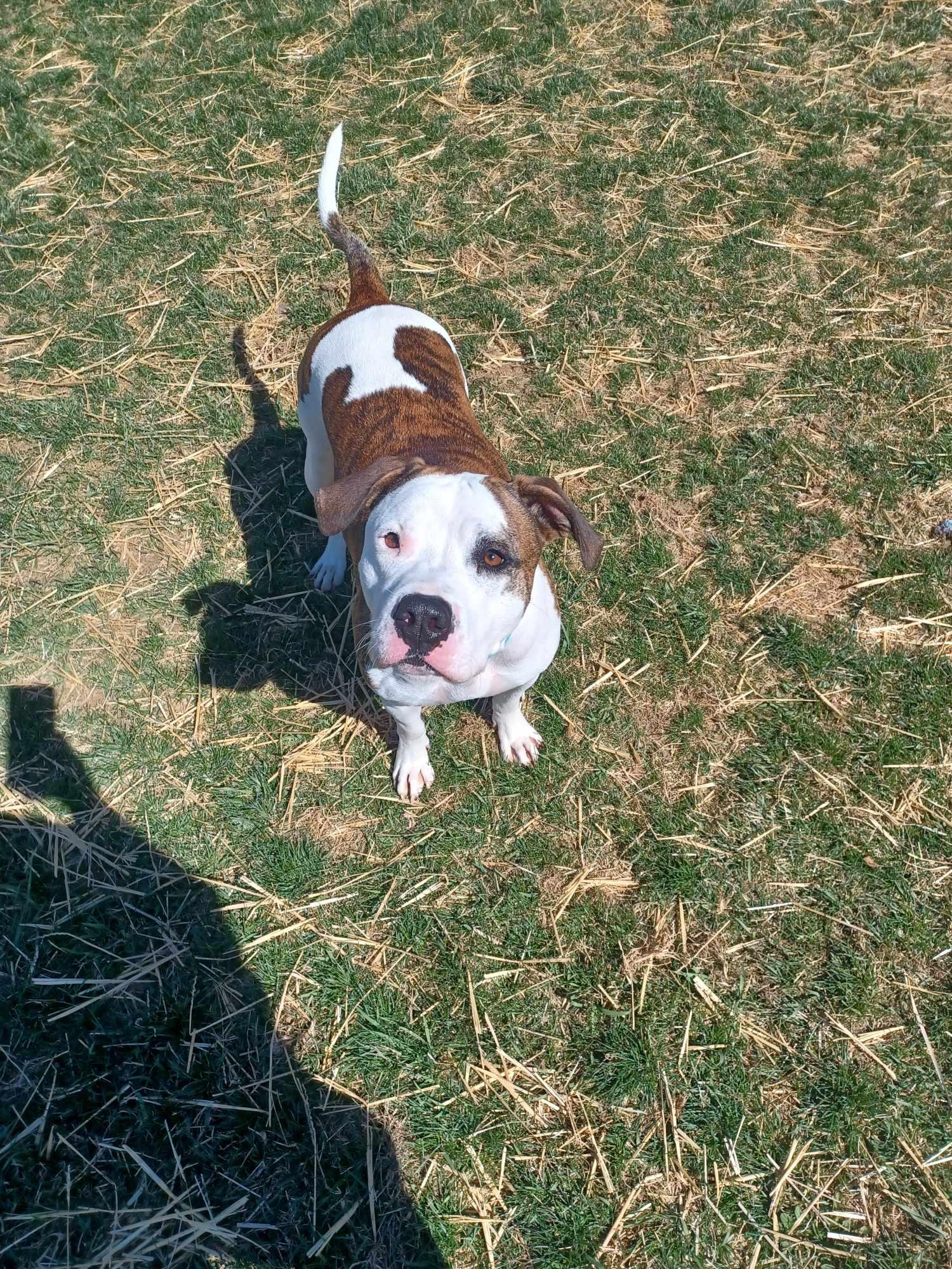 Enlarge Kylo, a Adoptable mixed breed in Berryville, VA image 5/5