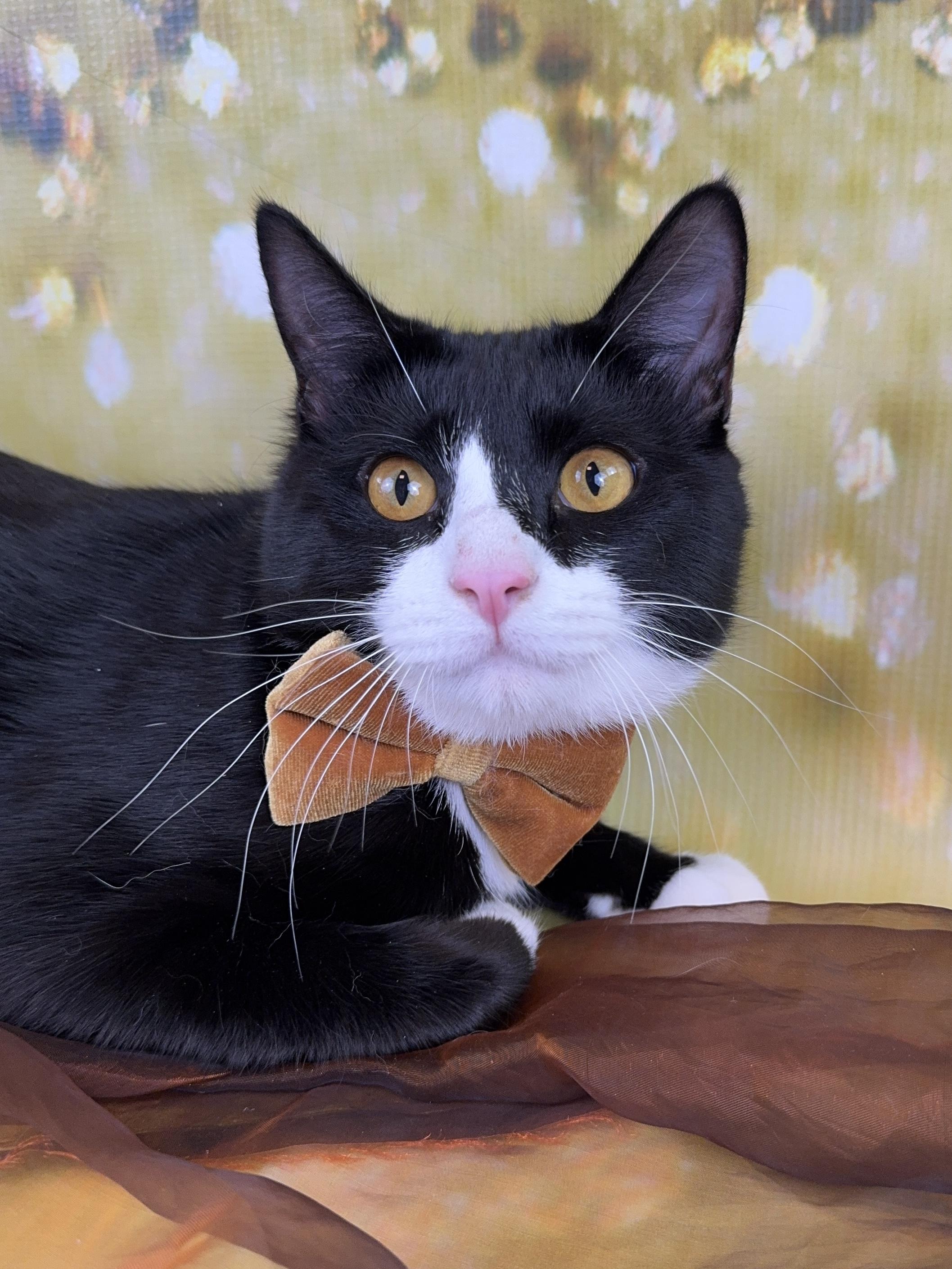 Enlarge Bert, a ADOPTABLE Tuxedo in Houston, TX image 4/6