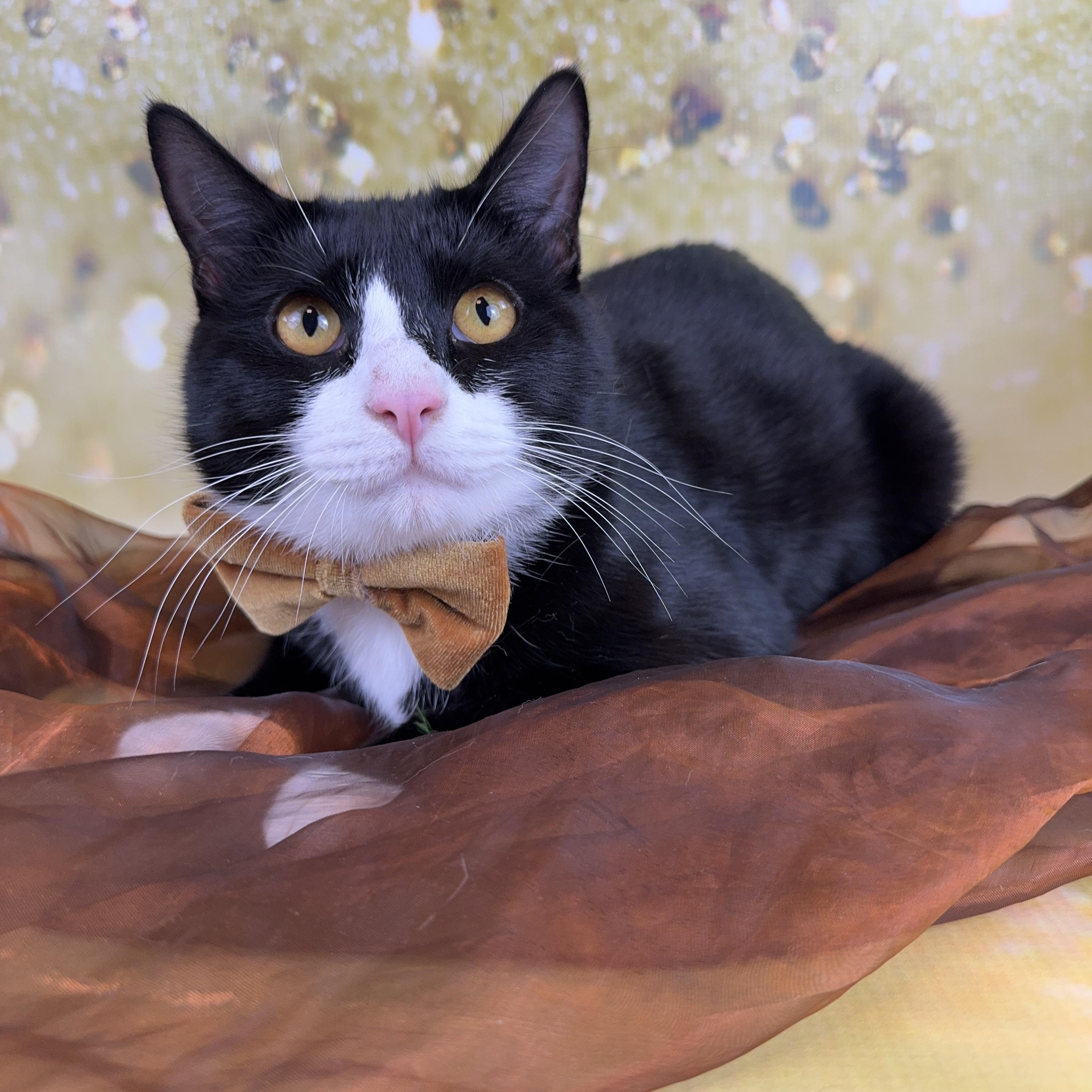 Enlarge Bert, a ADOPTABLE Tuxedo in Houston, TX image 6/6