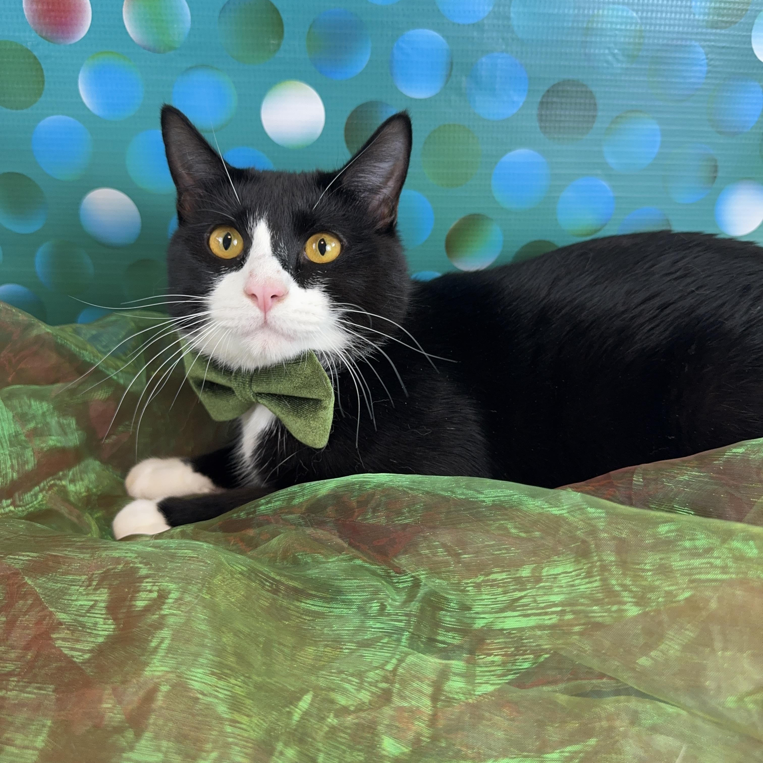Enlarge Bert, a ADOPTABLE Tuxedo in Houston, TX image 5/6