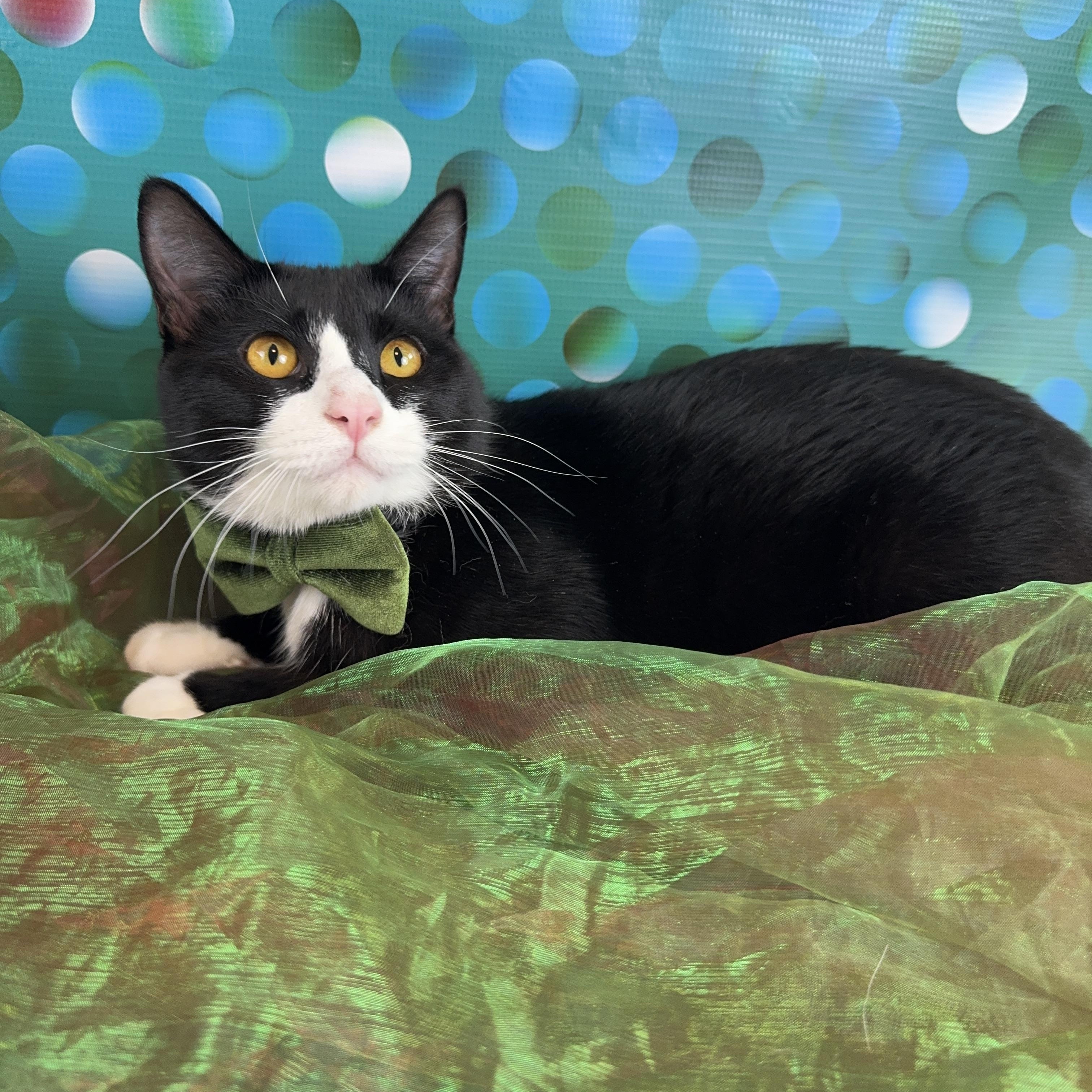Enlarge Bert, a ADOPTABLE Tuxedo in Houston, TX image 3/6