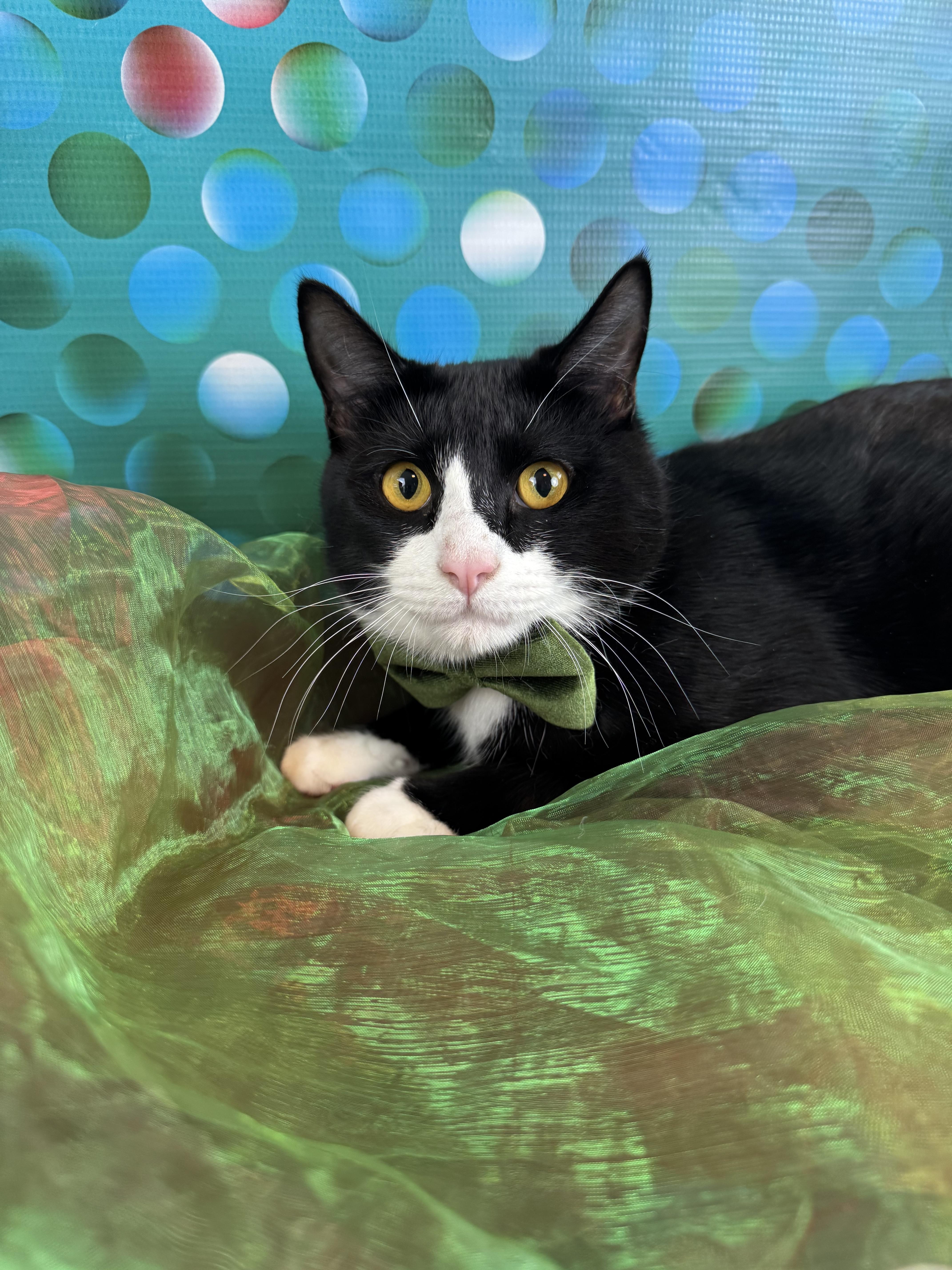 Enlarge Bert, a ADOPTABLE Tuxedo in Houston, TX image 2/6