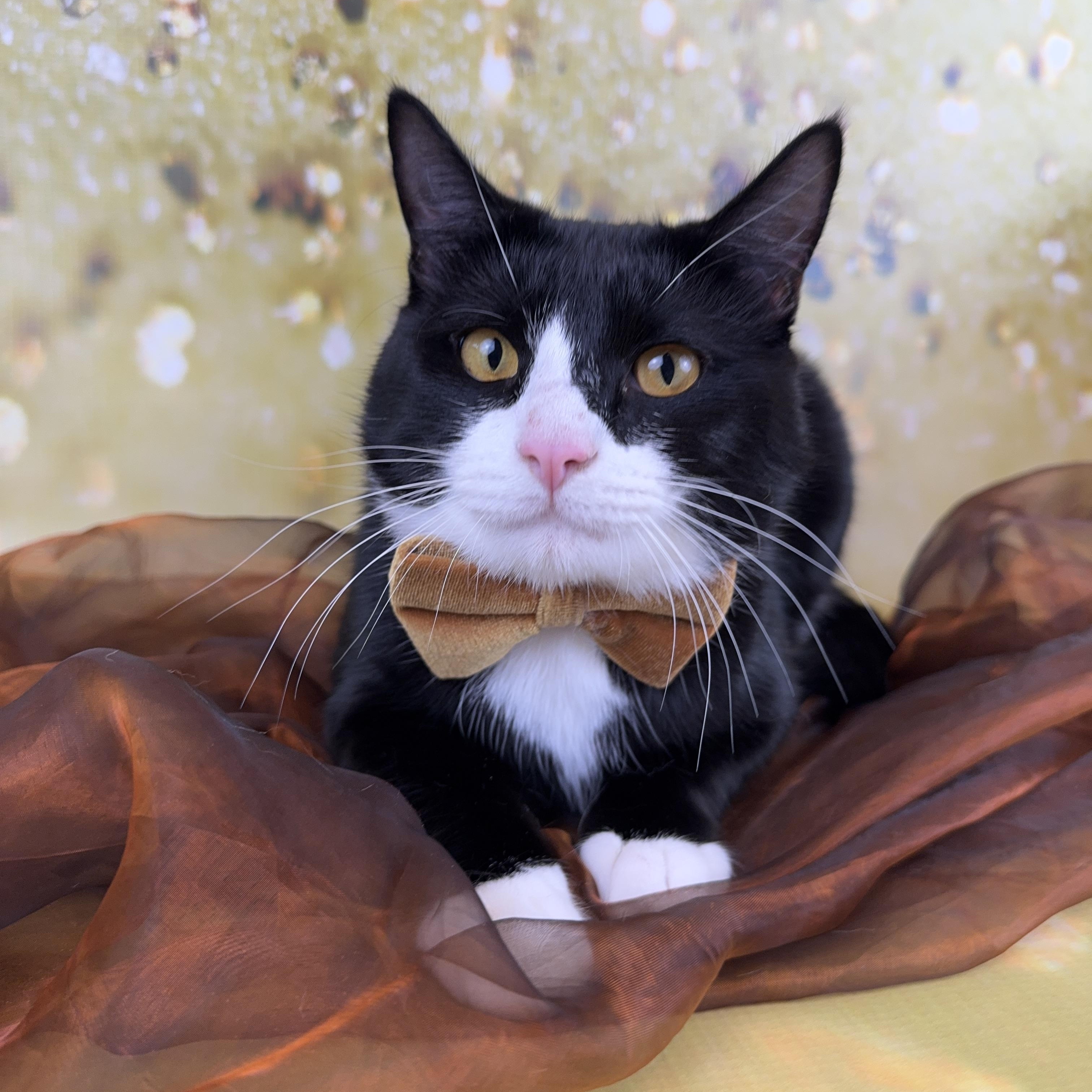 Enlarge Bert, a ADOPTABLE Tuxedo in Houston, TX image 1/6