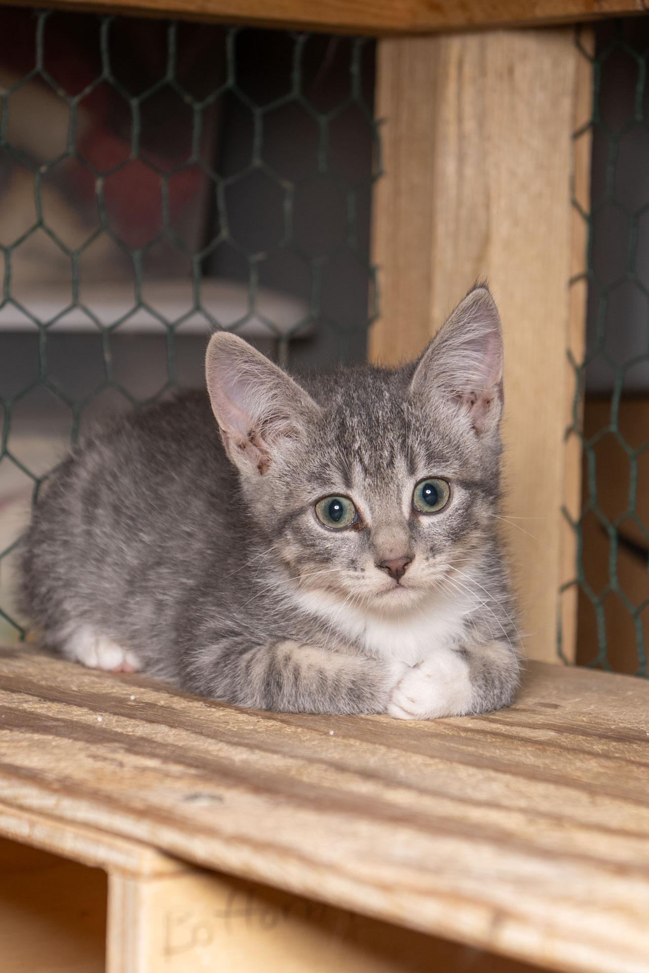 Glentana, Adoptable, Kitten Female Tabby.