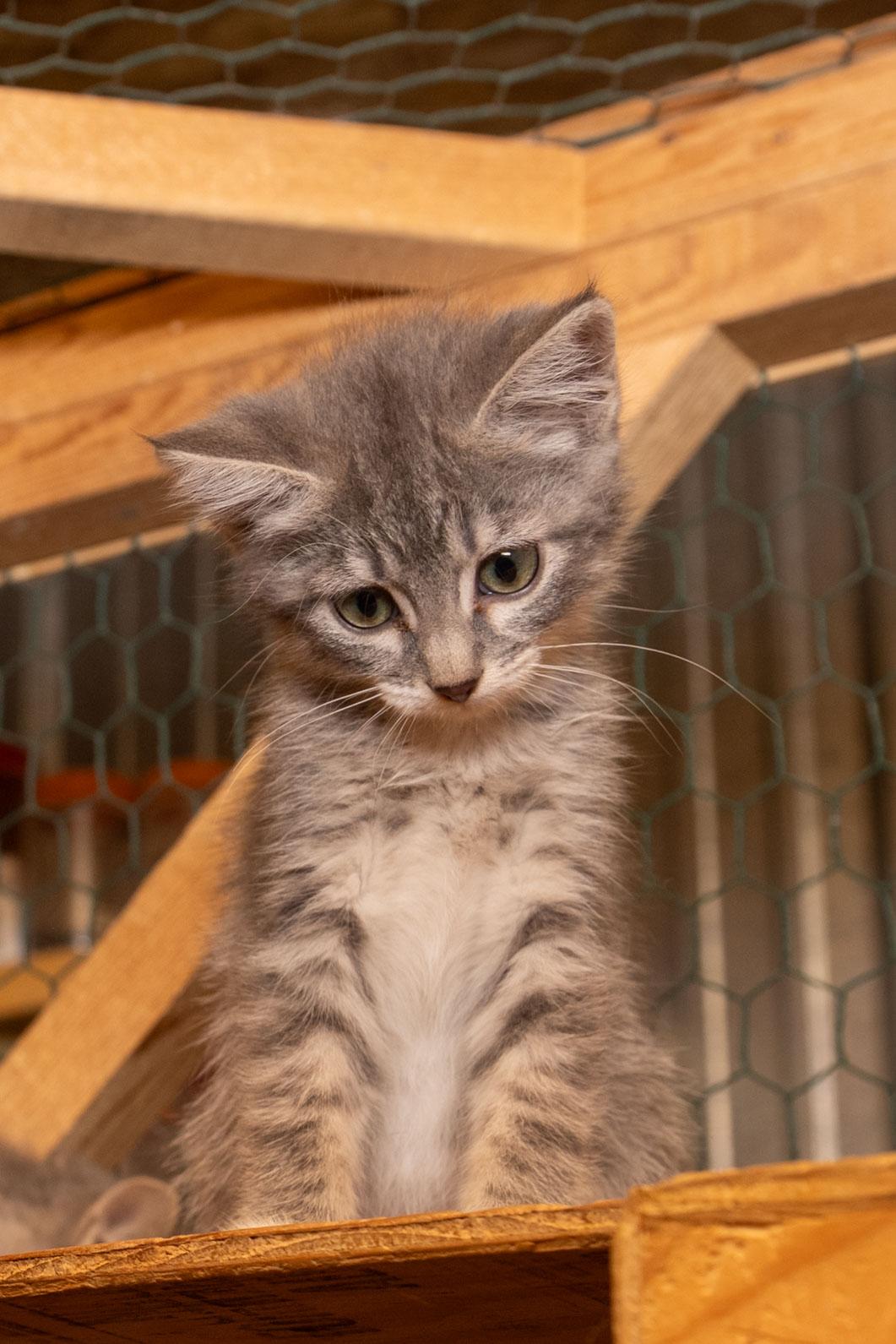 Enlarge Glentana, a Adoptable Tabby in Cardwell, MT image 2/2