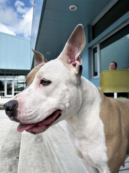 Esther, a Adoptable mixed breed in New Orleans, LA image 1/3