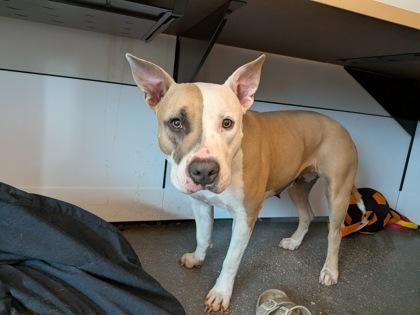 Esther, a Adoptable mixed breed in New Orleans, LA image 2/3