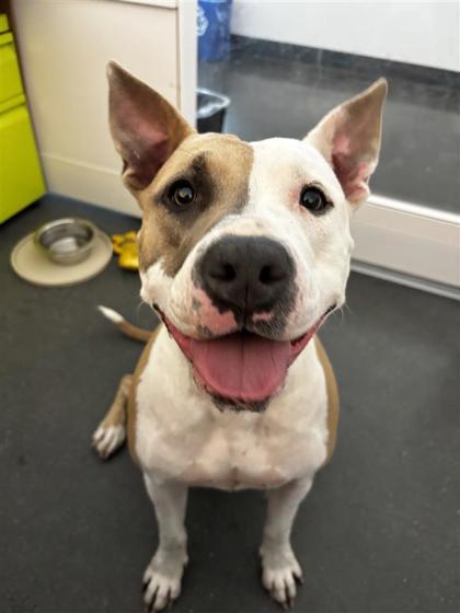 Esther, a Adoptable mixed breed in New Orleans, LA image 3/3