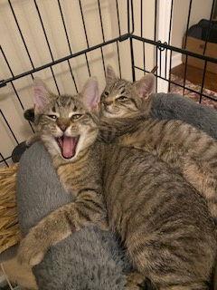 Tinsel, Adoptable, Kitten Female Tabby & Domestic Short Hair.