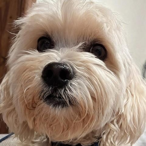 Enlarge Finn- Courtesy Post, a Adopted Maltipoo in Newport Beach, CA image 1/3