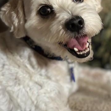 Enlarge Finn- Courtesy Post, a Adopted Maltipoo in Newport Beach, CA image 3/3