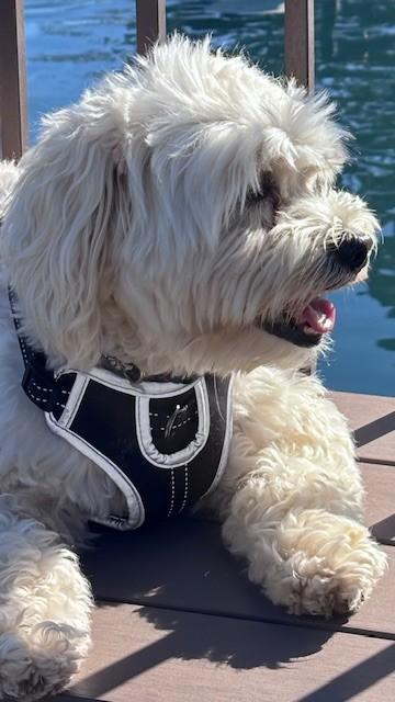 Enlarge Finn- Courtesy Post, a Adopted Maltipoo in Newport Beach, CA image 2/3