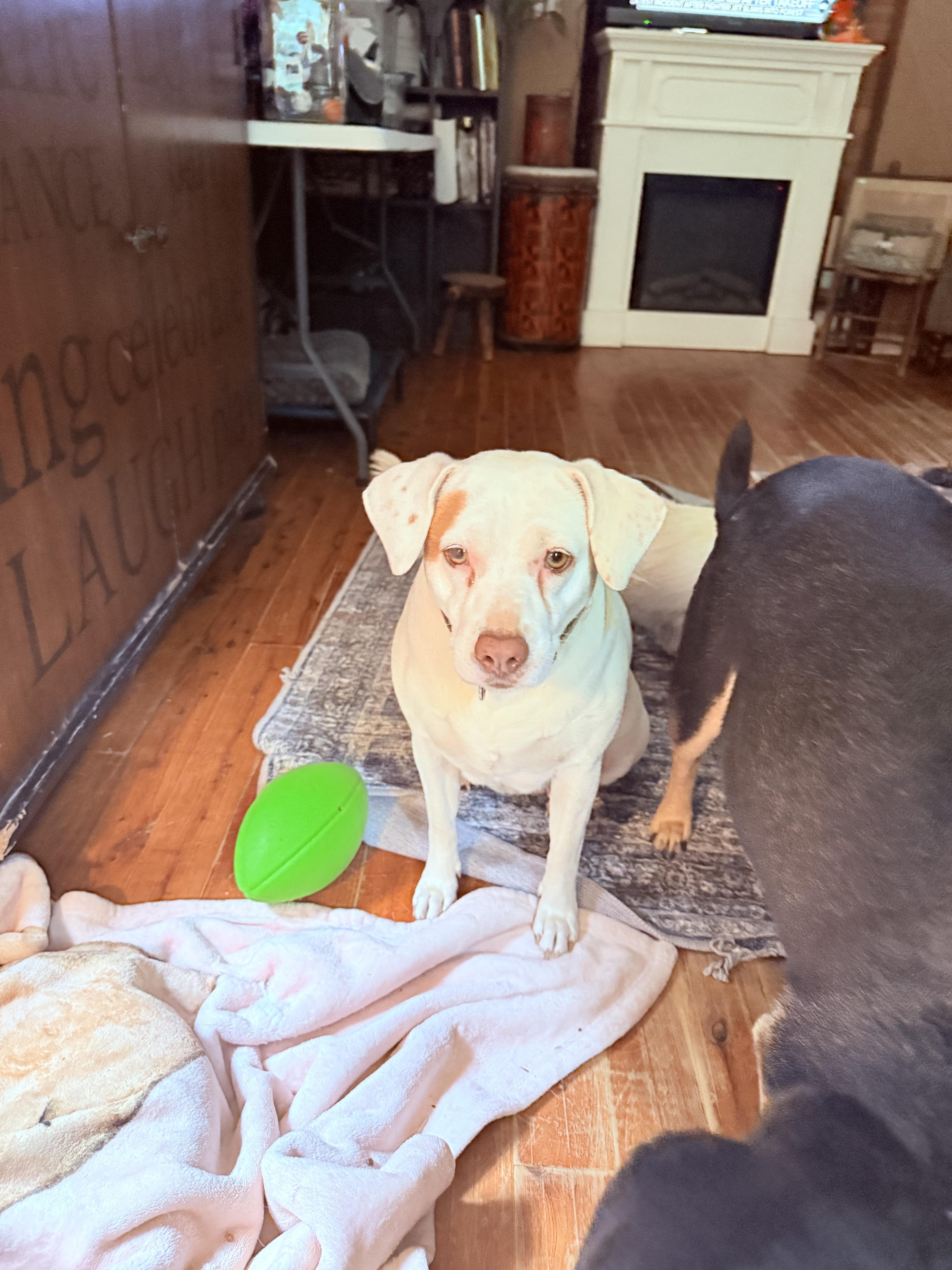 Enlarge Mami, a ADOPTABLE mixed breed in Pleasant Valley, NY image 5/5