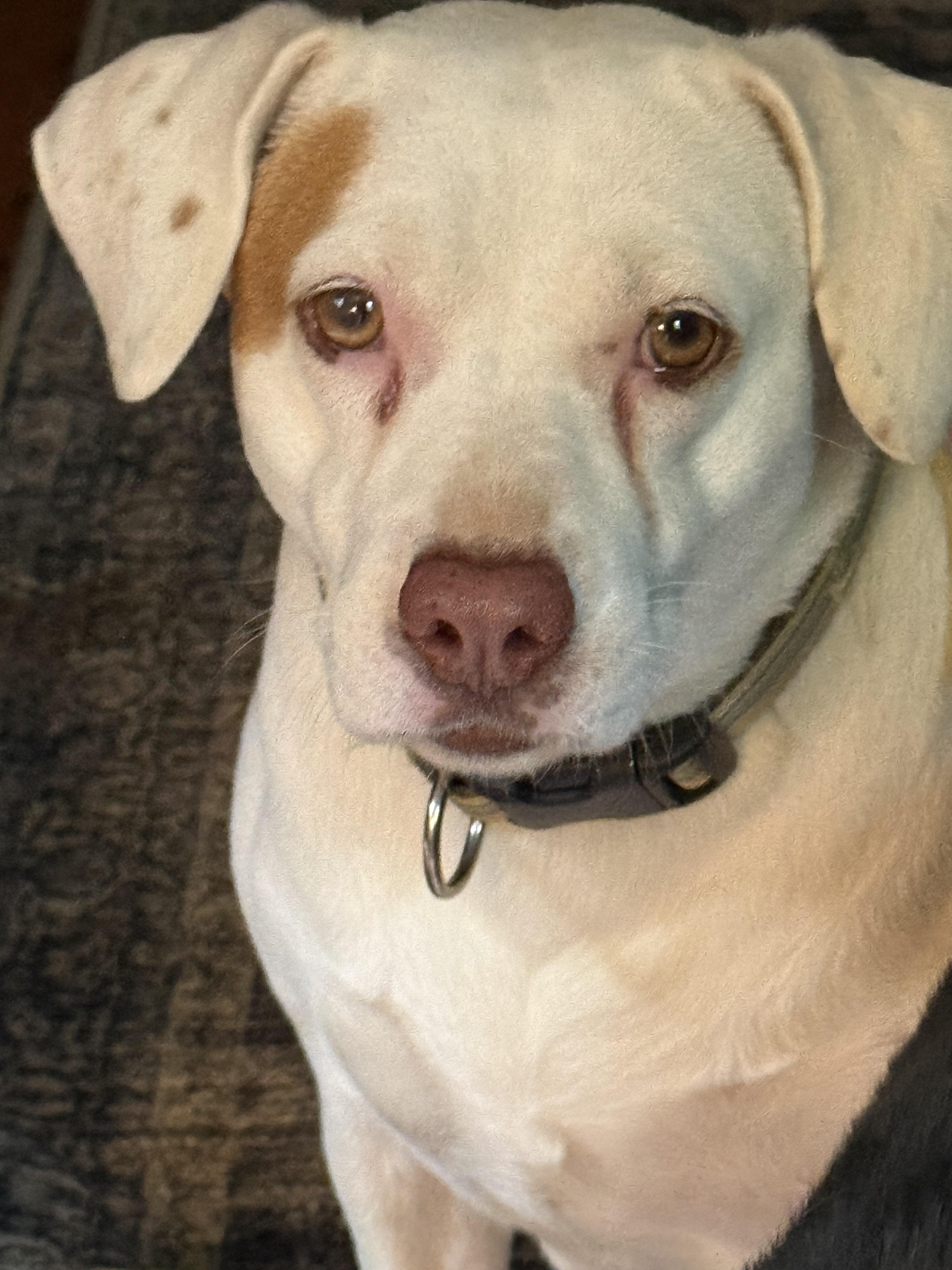 Enlarge Mami, a ADOPTABLE mixed breed in Pleasant Valley, NY image 2/5