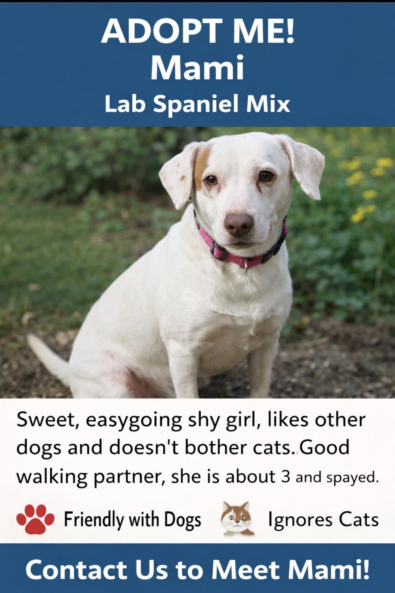 Mami, ADOPTABLE, Adult Female Labrador Retriever.
