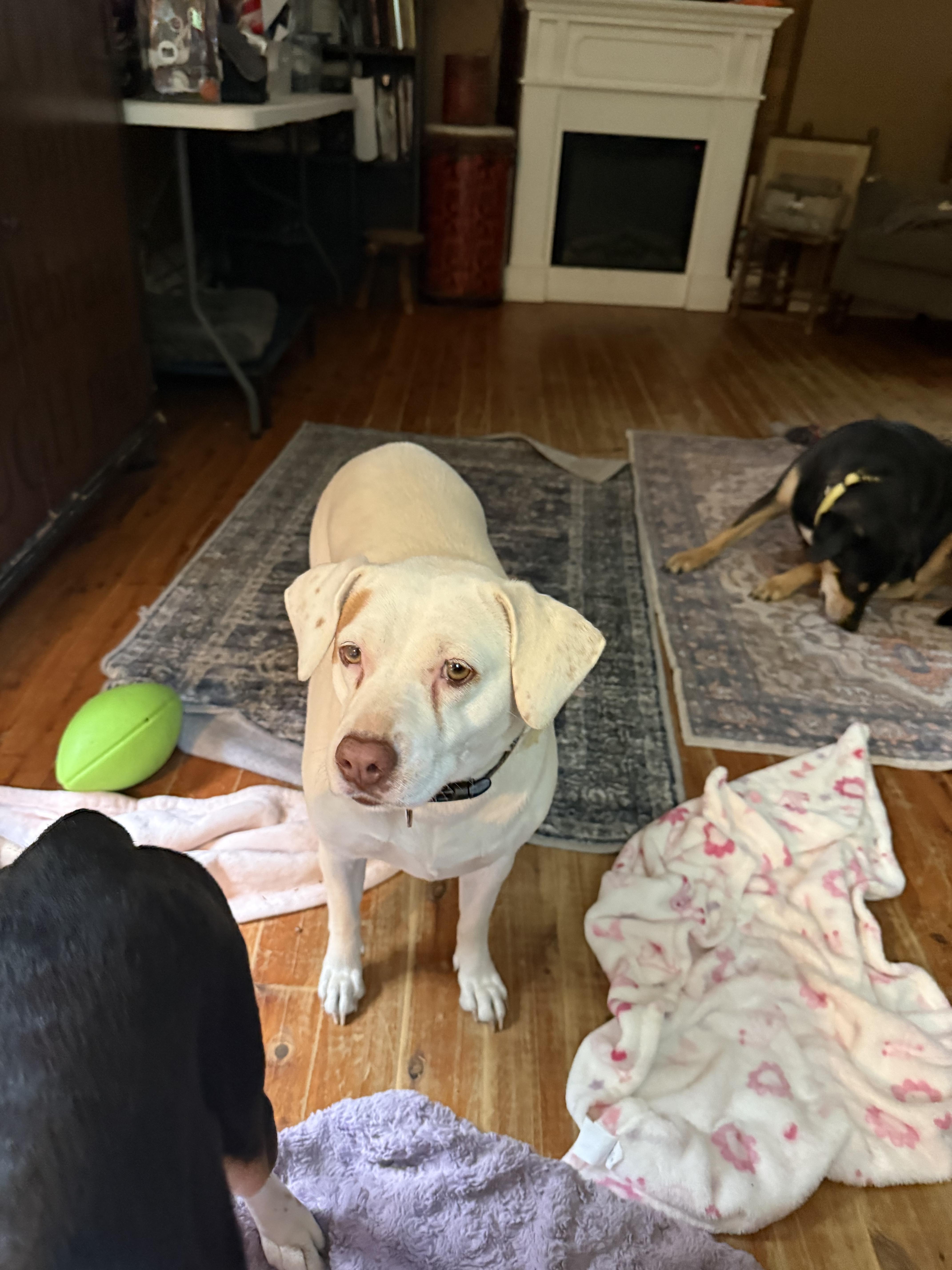 Enlarge Mami, a ADOPTABLE mixed breed in Pleasant Valley, NY image 4/5