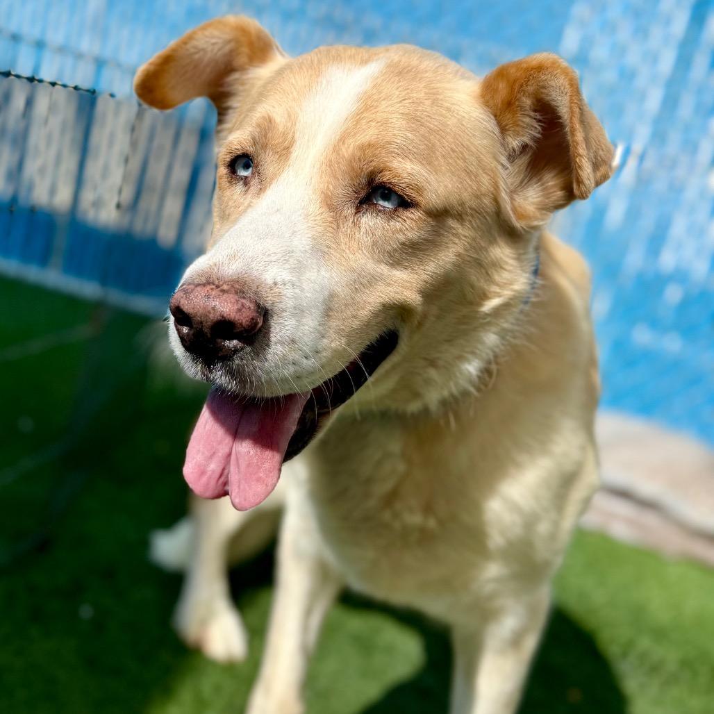 Token, ADOPTABLE, Senior Male Siberian Husky & Shepherd.