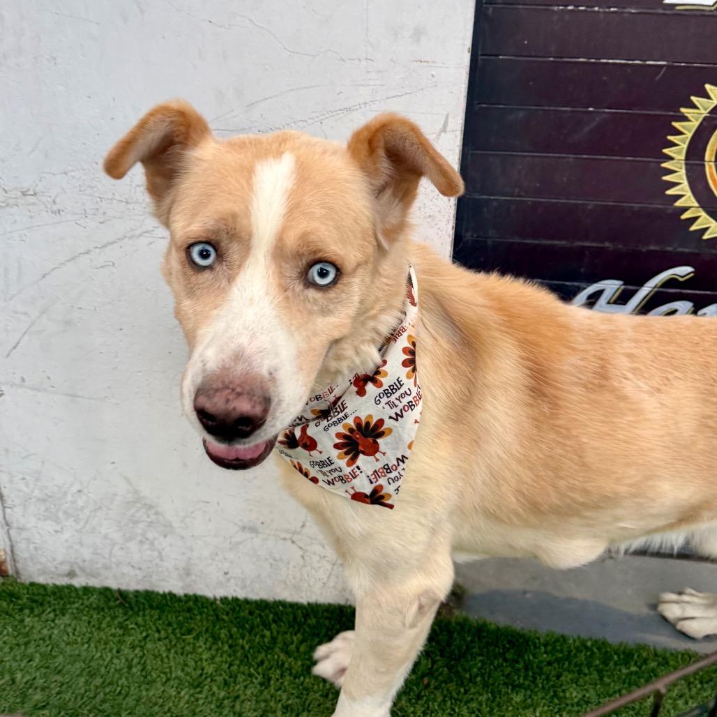 Token, a ADOPTABLE mixed breed in Las Vegas, NV image 2/2