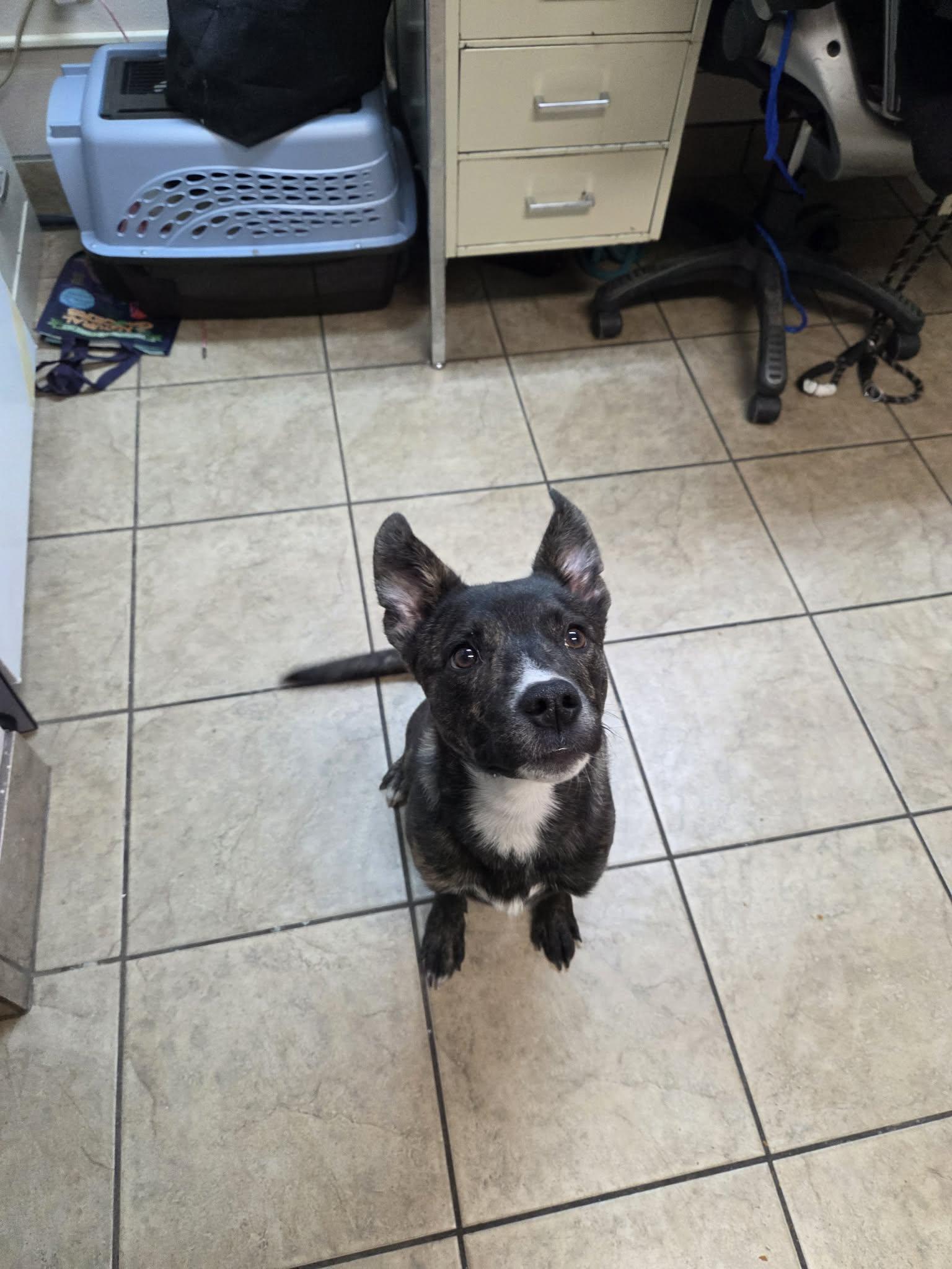 Rollo, ADOPTABLE, Young Male Mixed Breed.