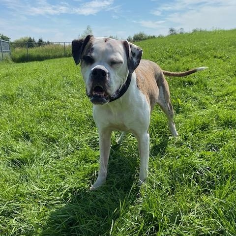 Harley Quinn, a ADOPTABLE mixed breed in Port Perry, ON image 2/3