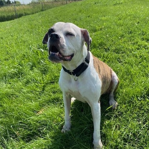 Harley Quinn, ADOPTABLE, Senior Female Boxer & American Bully.