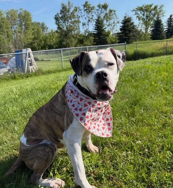 Harley Quinn, a ADOPTABLE mixed breed in Port Perry, ON image 3/3