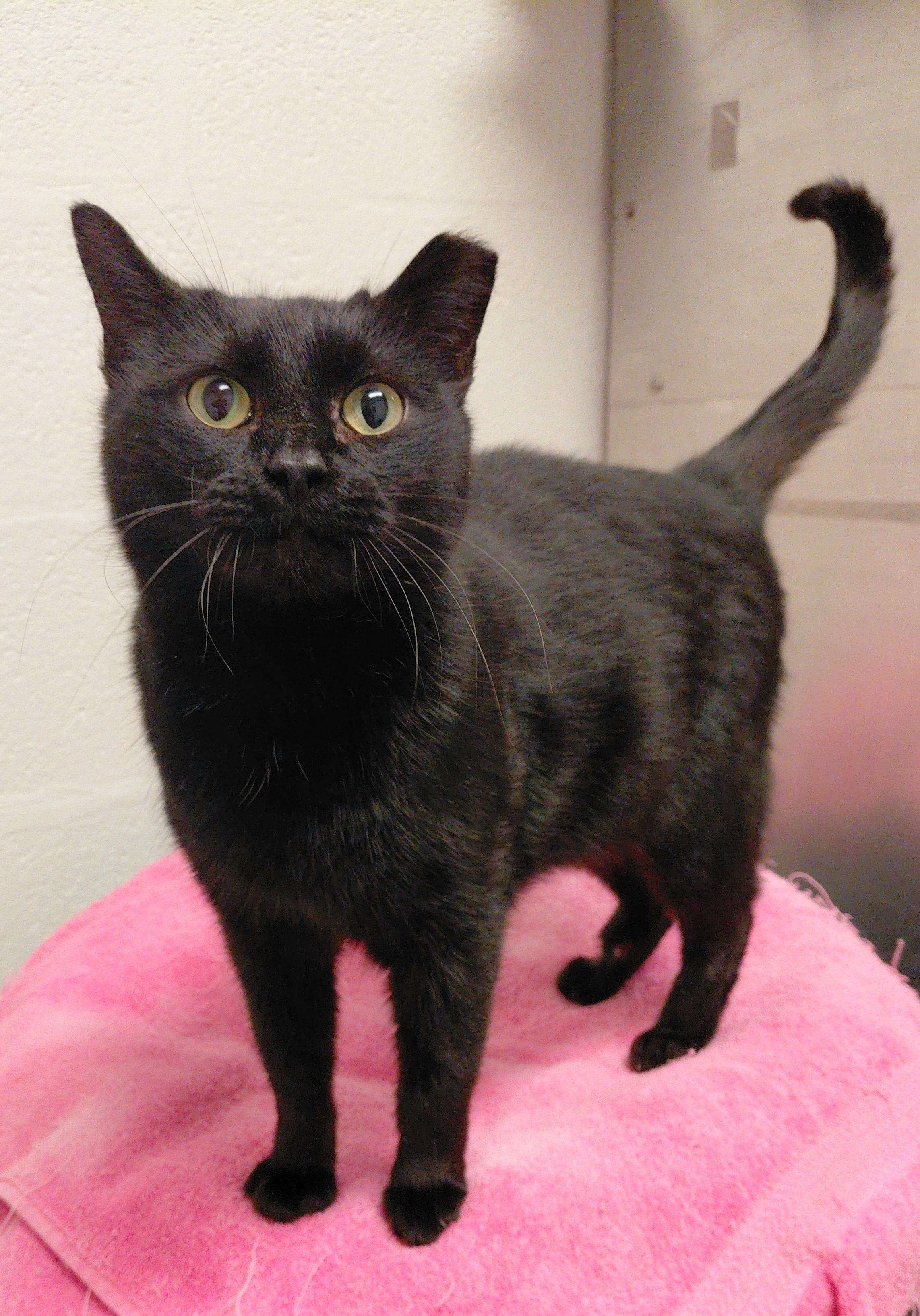 Enlarge Merry, a ADOPTABLE Domestic Short Hair in Stanley, VA image 2/5