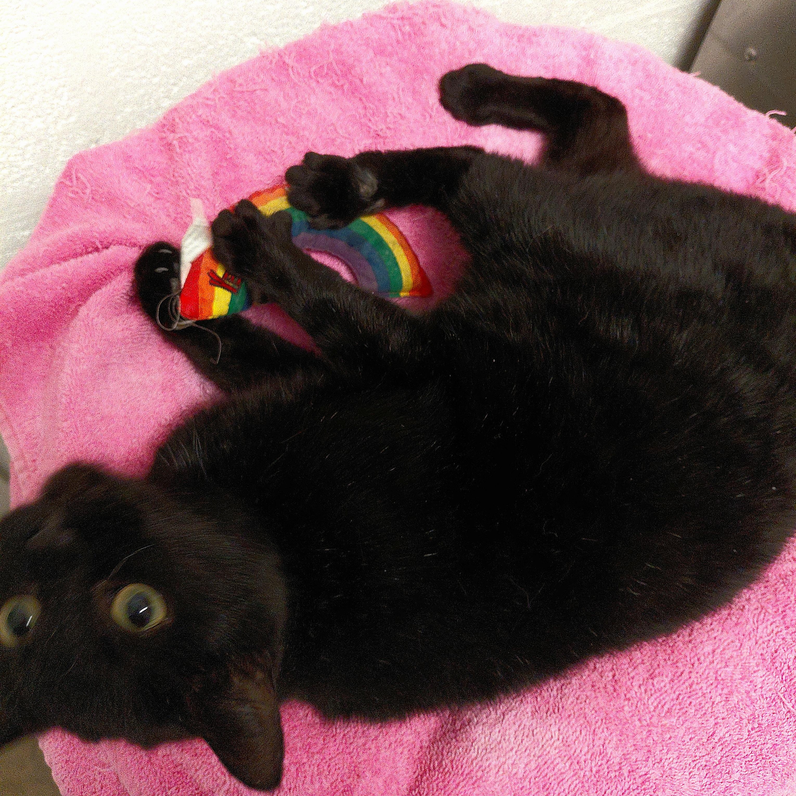 Enlarge Merry, a ADOPTABLE Domestic Short Hair in Stanley, VA image 5/5