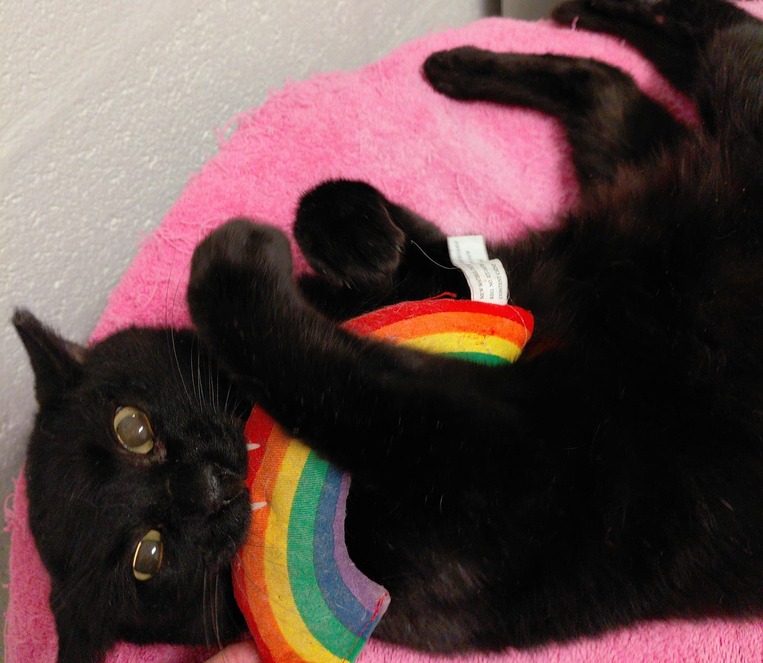 Enlarge Merry, a ADOPTABLE Domestic Short Hair in Stanley, VA image 4/5