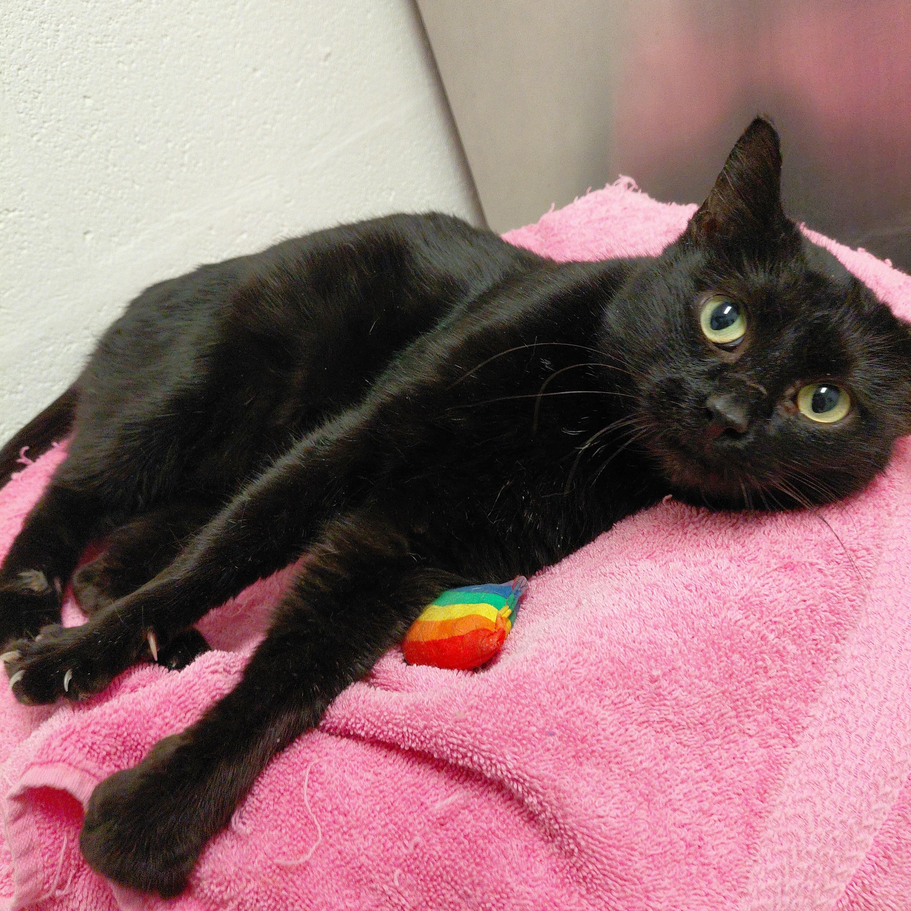 Merry, ADOPTABLE, Adult Female Domestic Short Hair.